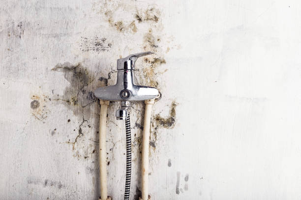 Best Residential Mold Removal  in New Beaver, PA