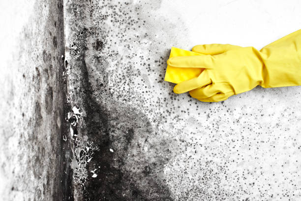 Certified Mold Removal in New Beaver, PA