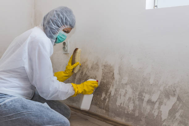 Professional Mold Removal in New Beaver, PA
