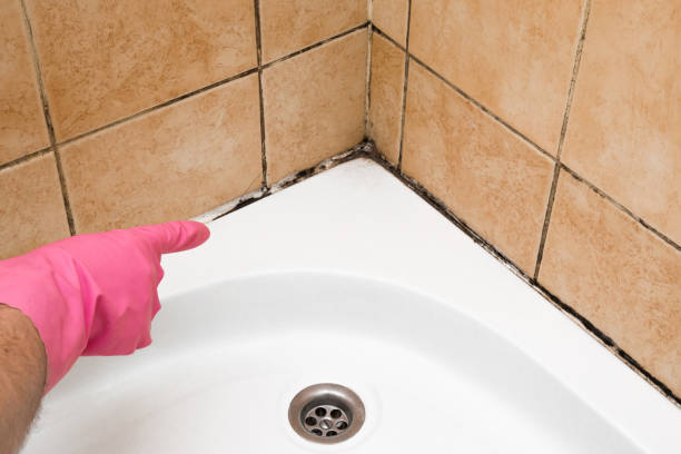 Best Emergency Mold Removal  in New Beaver, PA